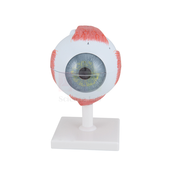 Human Eye Model